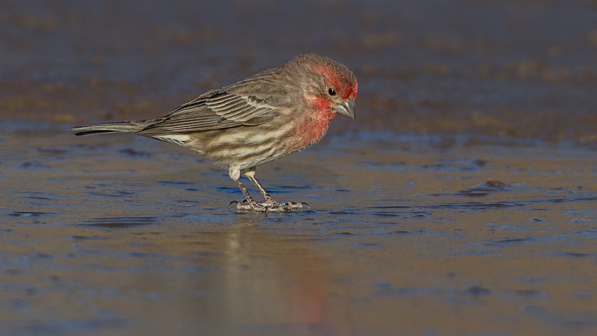House Finch - Eric Gofreed