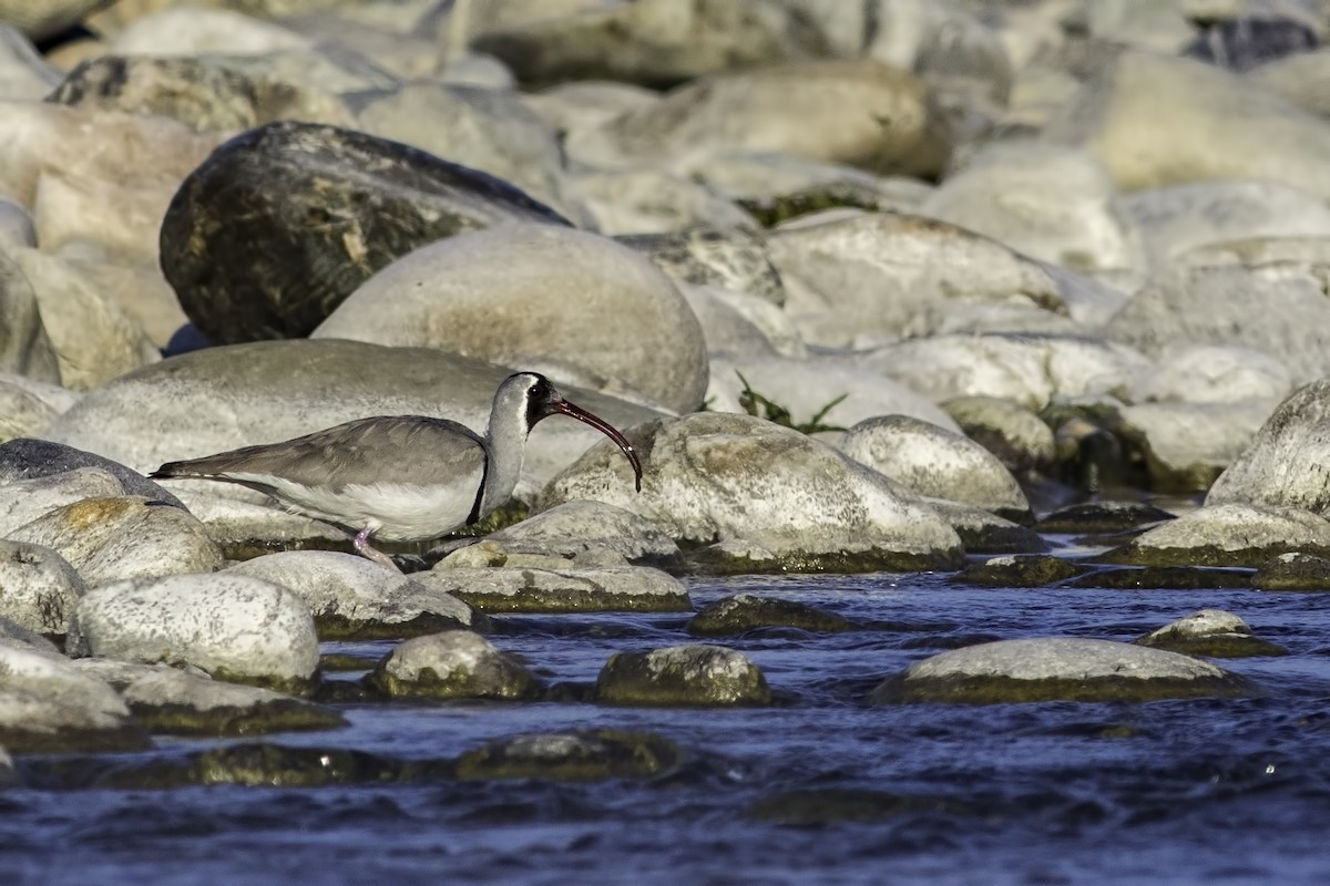 Bec-d'ibis tibétain - ML85631251