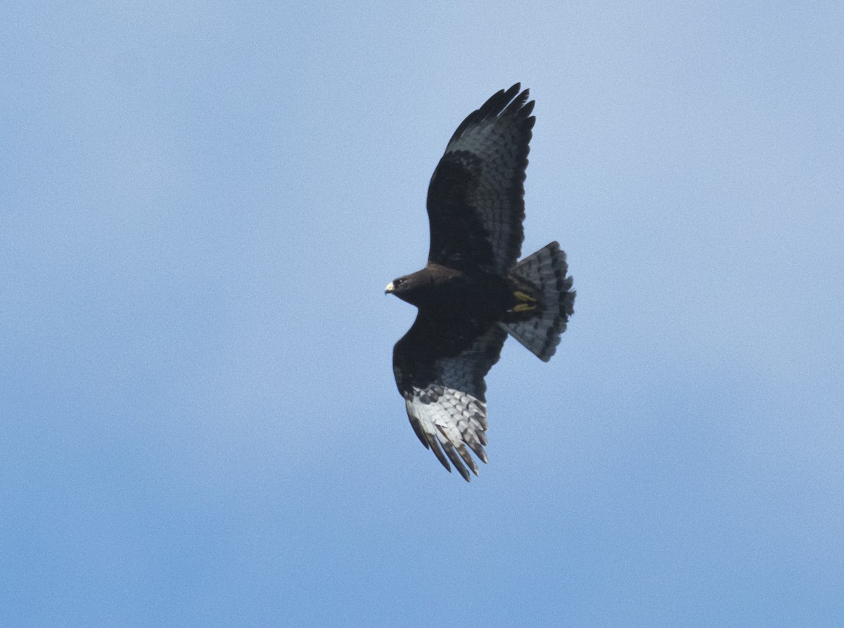 Short-tailed Hawk - joseph mileyka