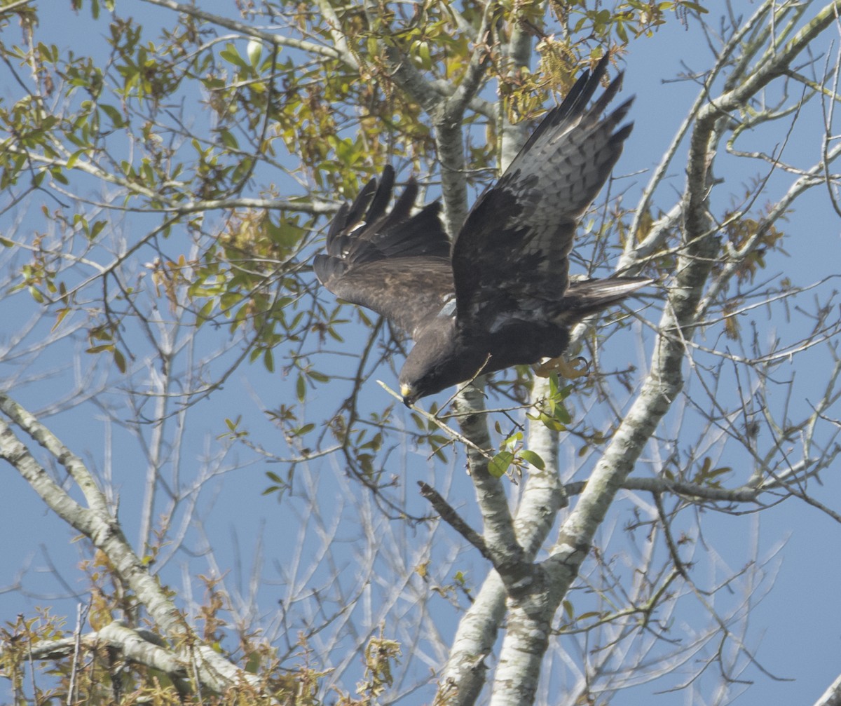 Short-tailed Hawk - joseph mileyka