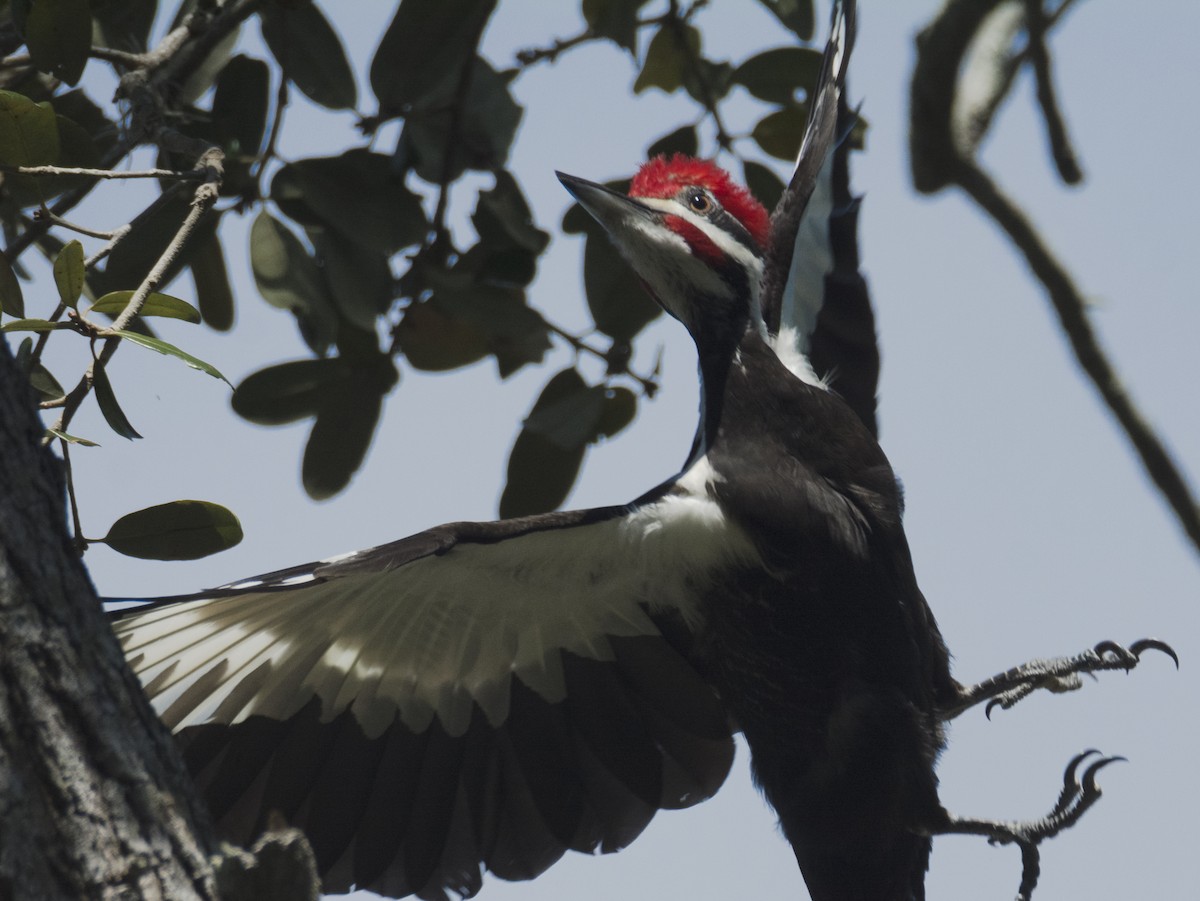 Pileated Woodpecker - joseph mileyka