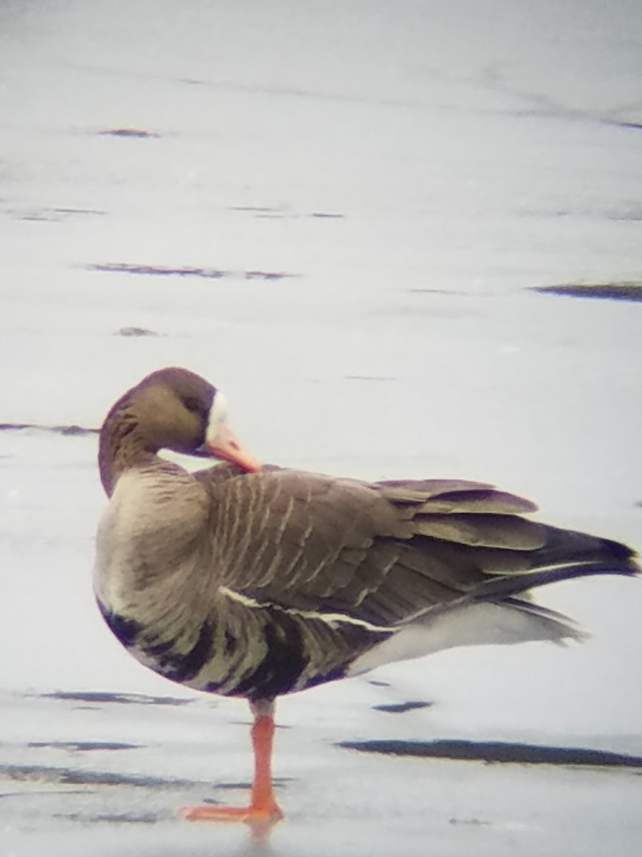 Greater White-fronted Goose - Bruce Miller