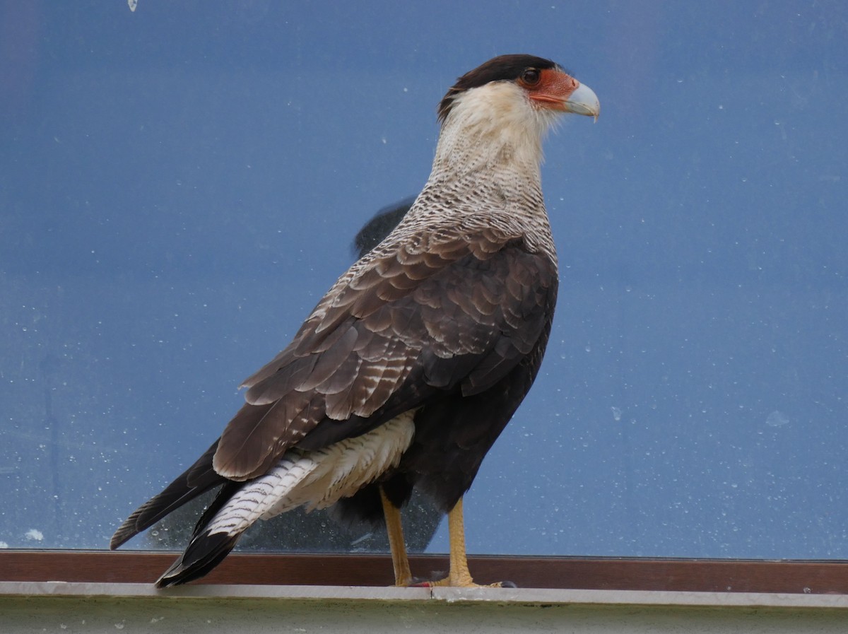 Crested Caracara (Southern) - ML85632971