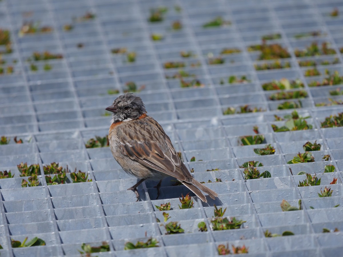 Rufous-collared Sparrow - ML85633051