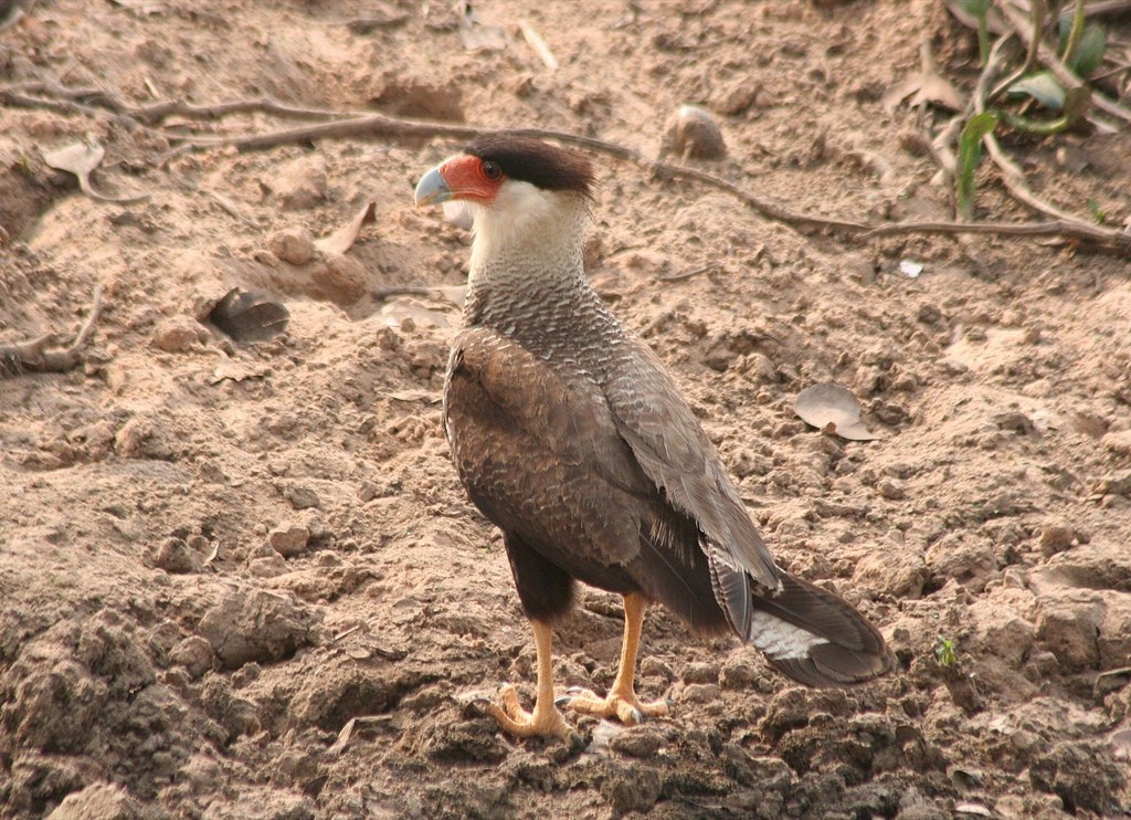 Crested Caracara (Southern) - Eric DeFonso 🦑