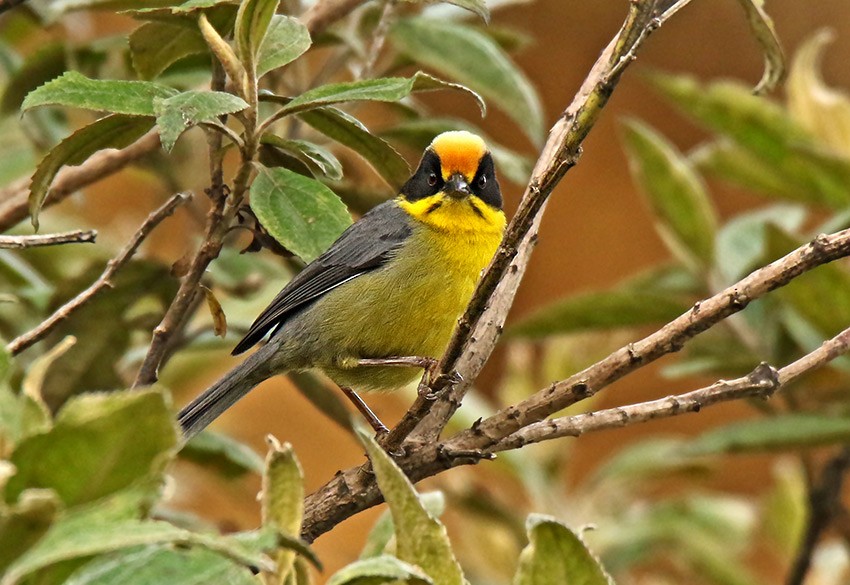 Yellow-breasted Brushfinch - Roger Ahlman