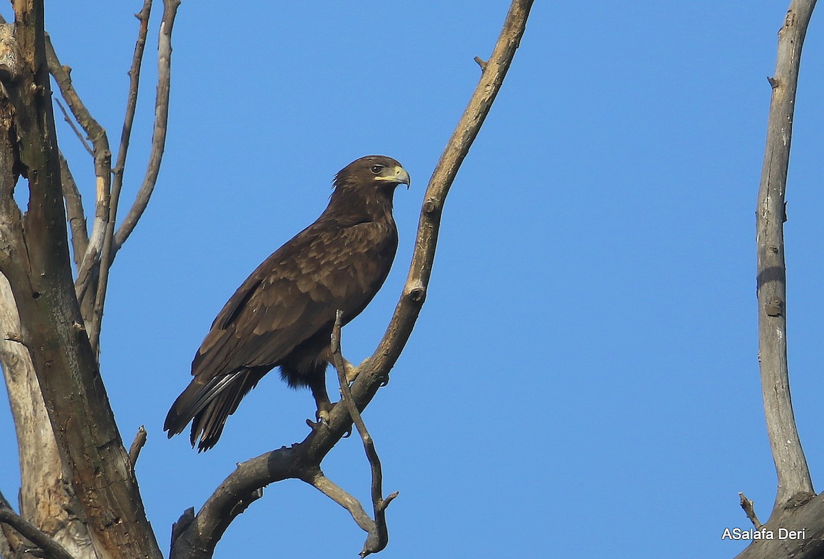 Greater Spotted Eagle - Fanis Theofanopoulos (ASalafa Deri)