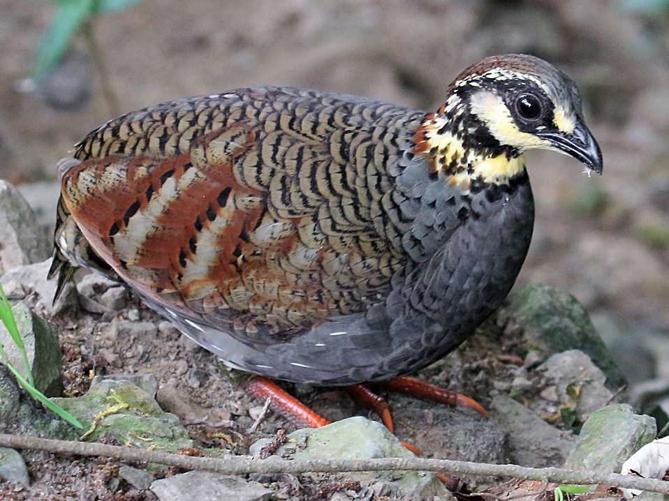 Taiwan Partridge - Ed Thomas