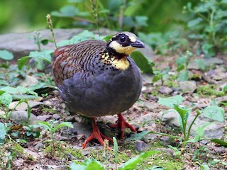 ミヤマテッケイ - eBird