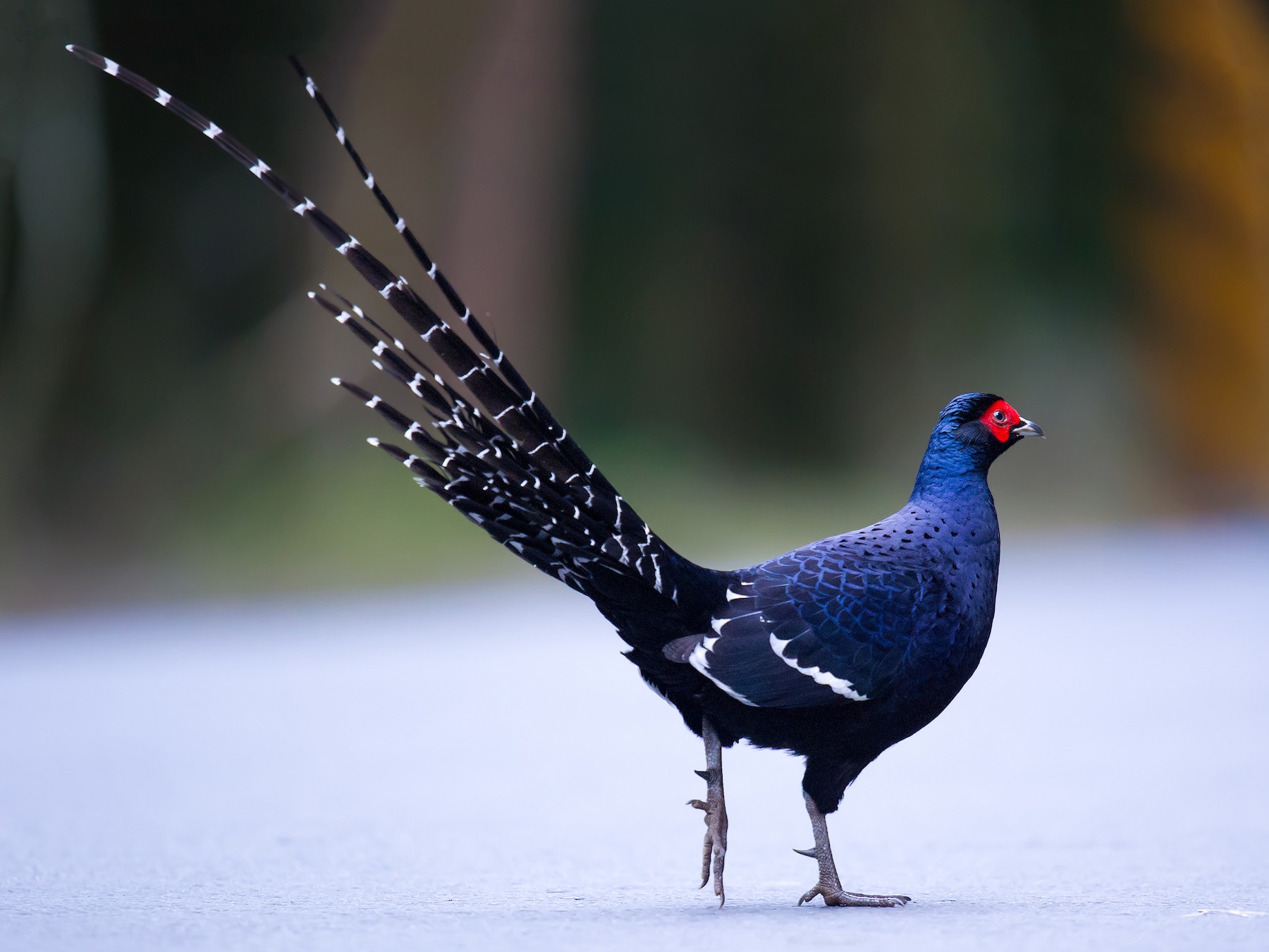 mikado pheasant