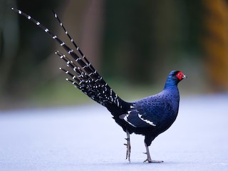  - Mikado Pheasant