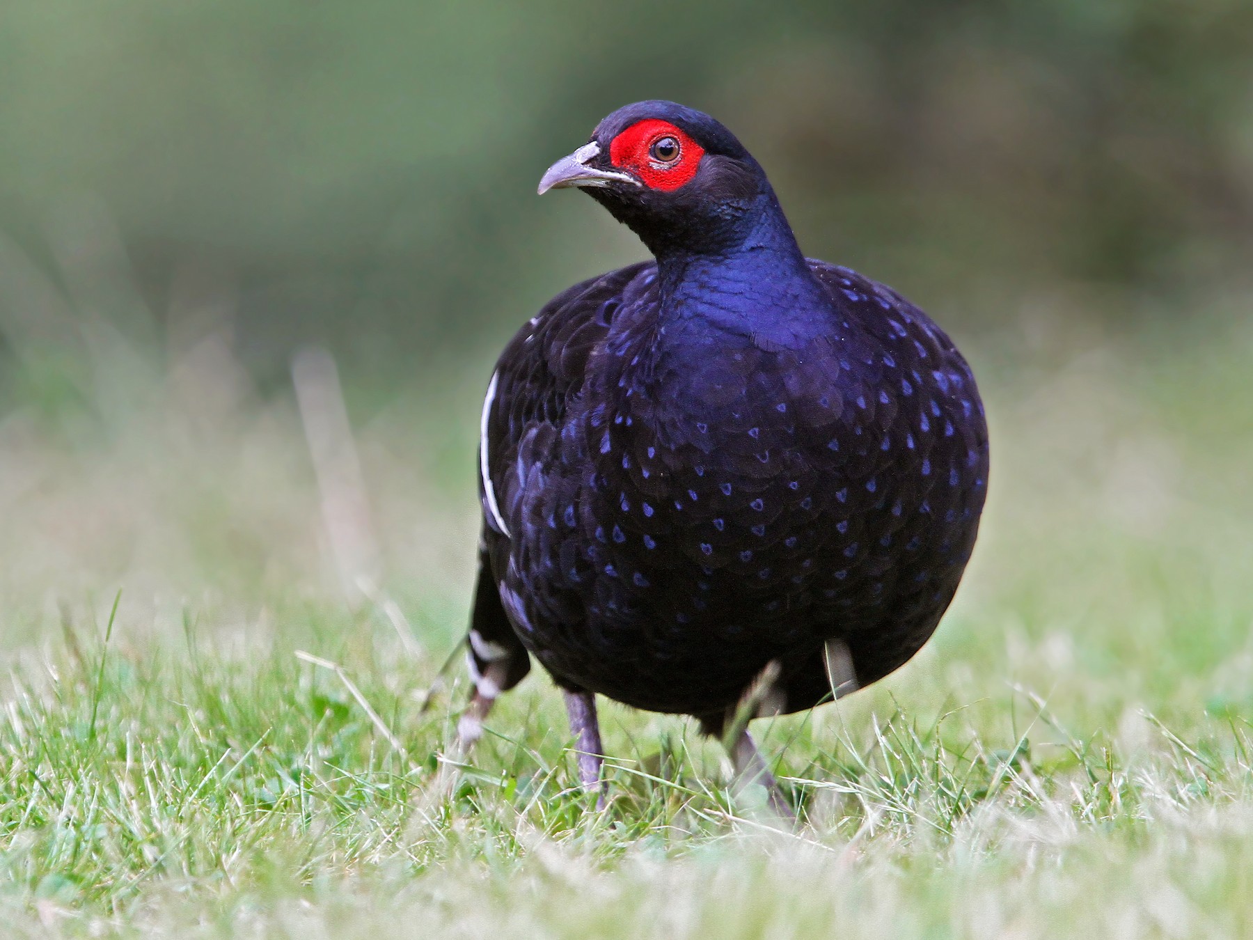 mikado pheasant