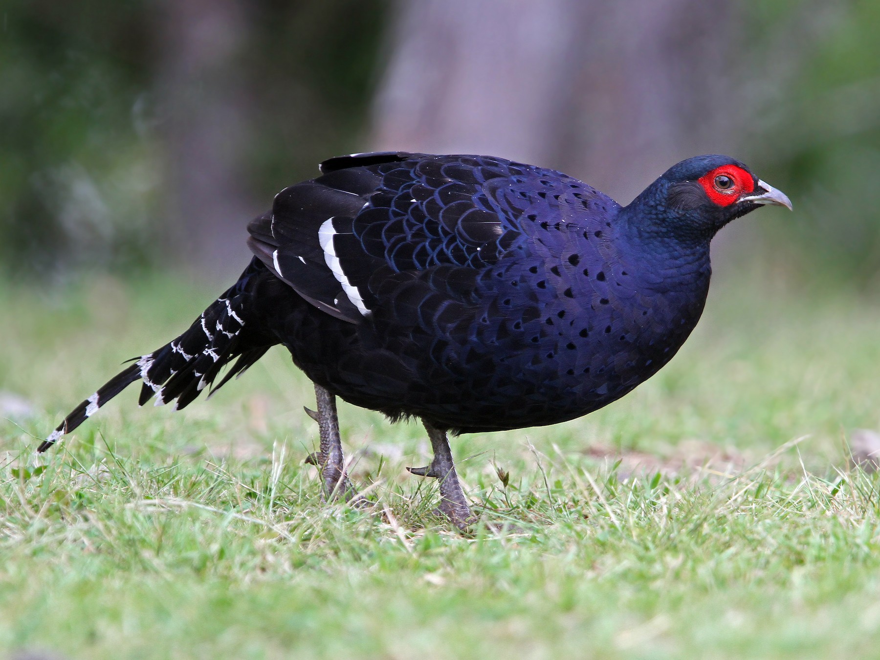 Mikado Pheasant - eBird