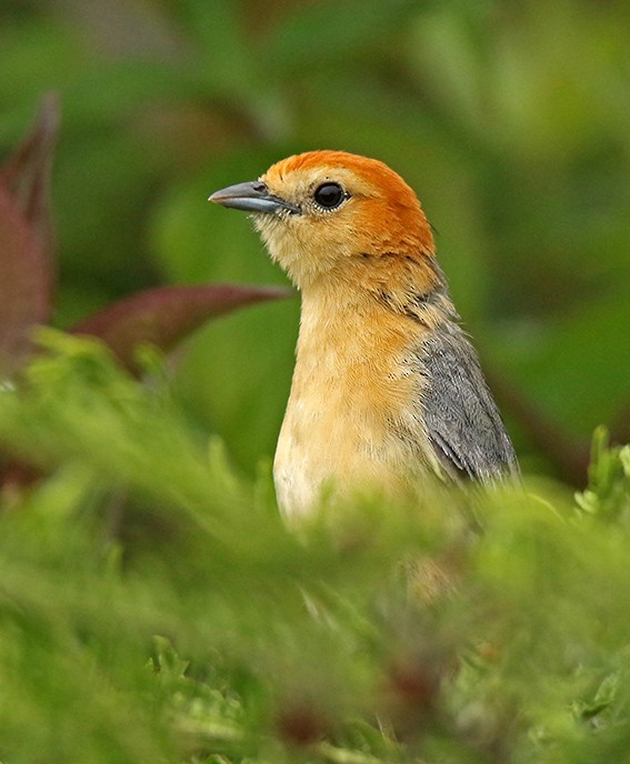 Buff-bellied Tanager - ML85637341