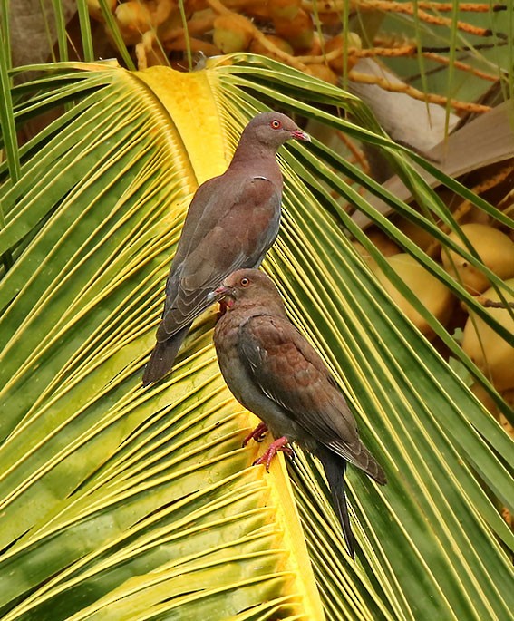 Peruvian Pigeon - ML85637431