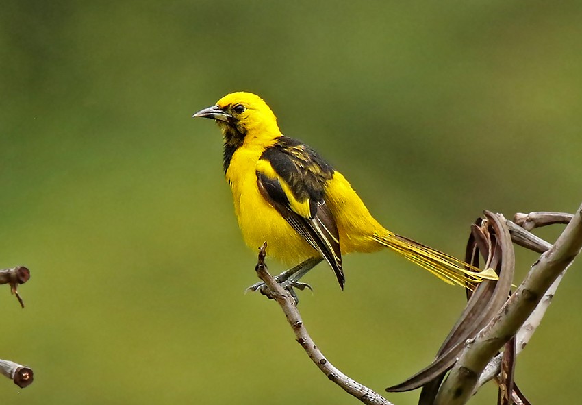 Yellow-tailed Oriole - Roger Ahlman