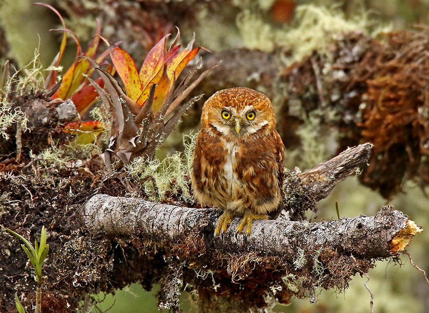 Yungas Pygmy-Owl - ML85637801