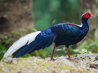  - Swinhoe's Pheasant