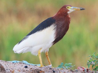  - Chinese Pond-Heron