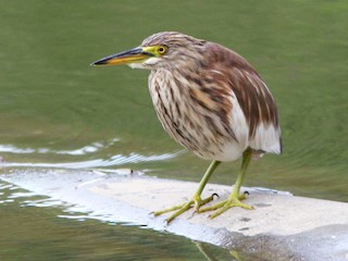 Nonbreeding adult/immature - Brad Bergstrom - ML85638681