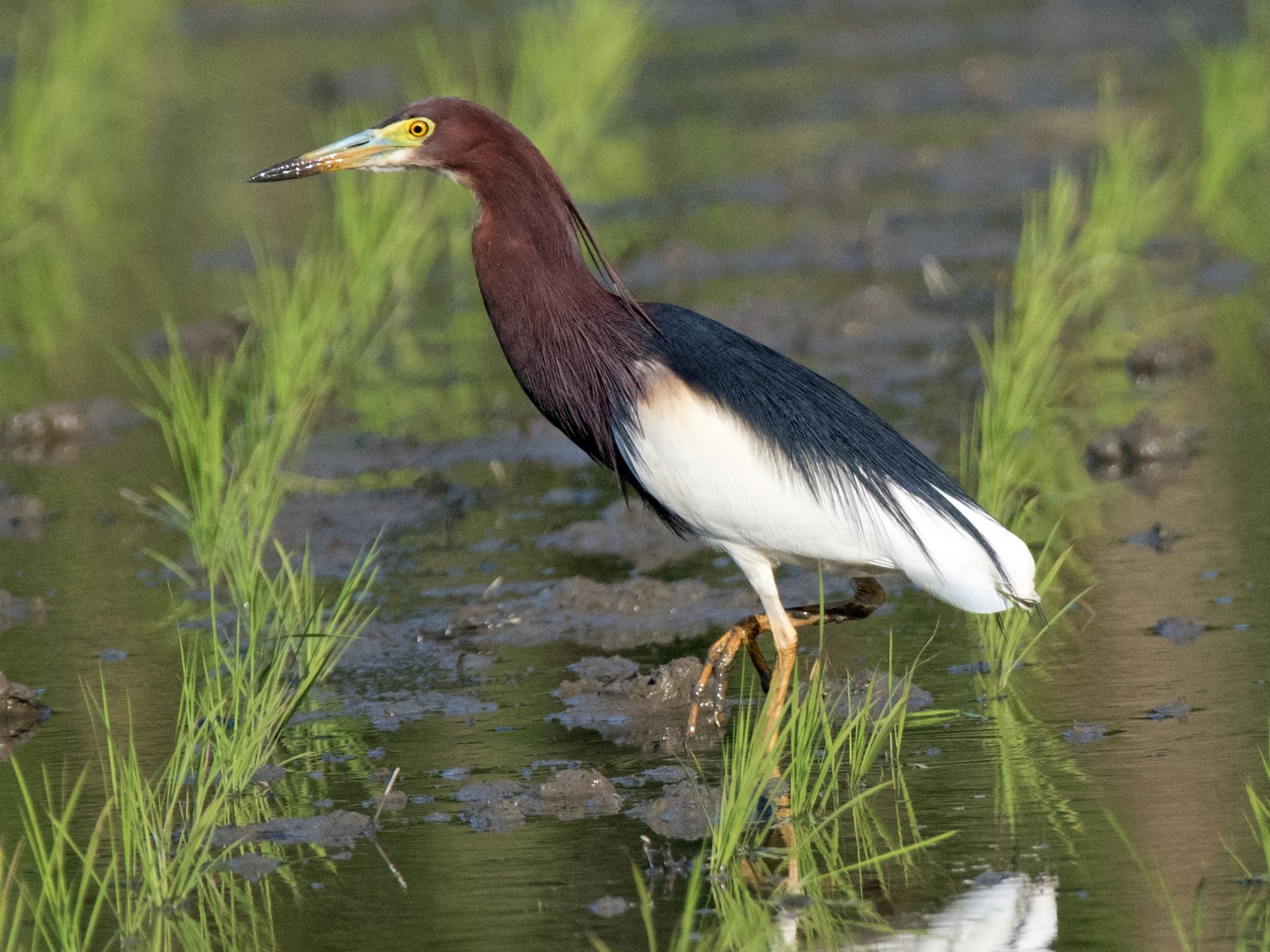 Chinese Pond-Heron - Celeste Morien