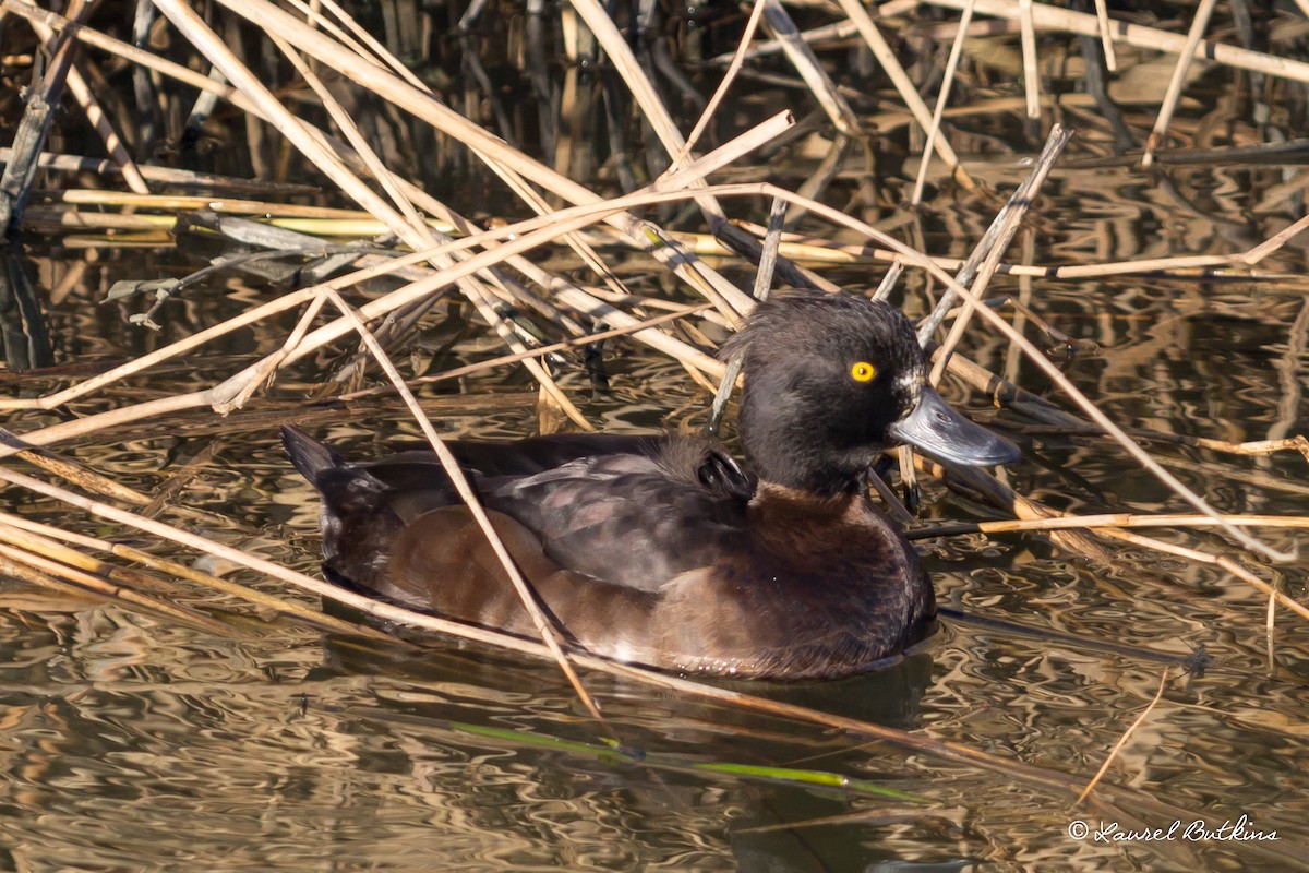 Tufted Duck - ML85639671