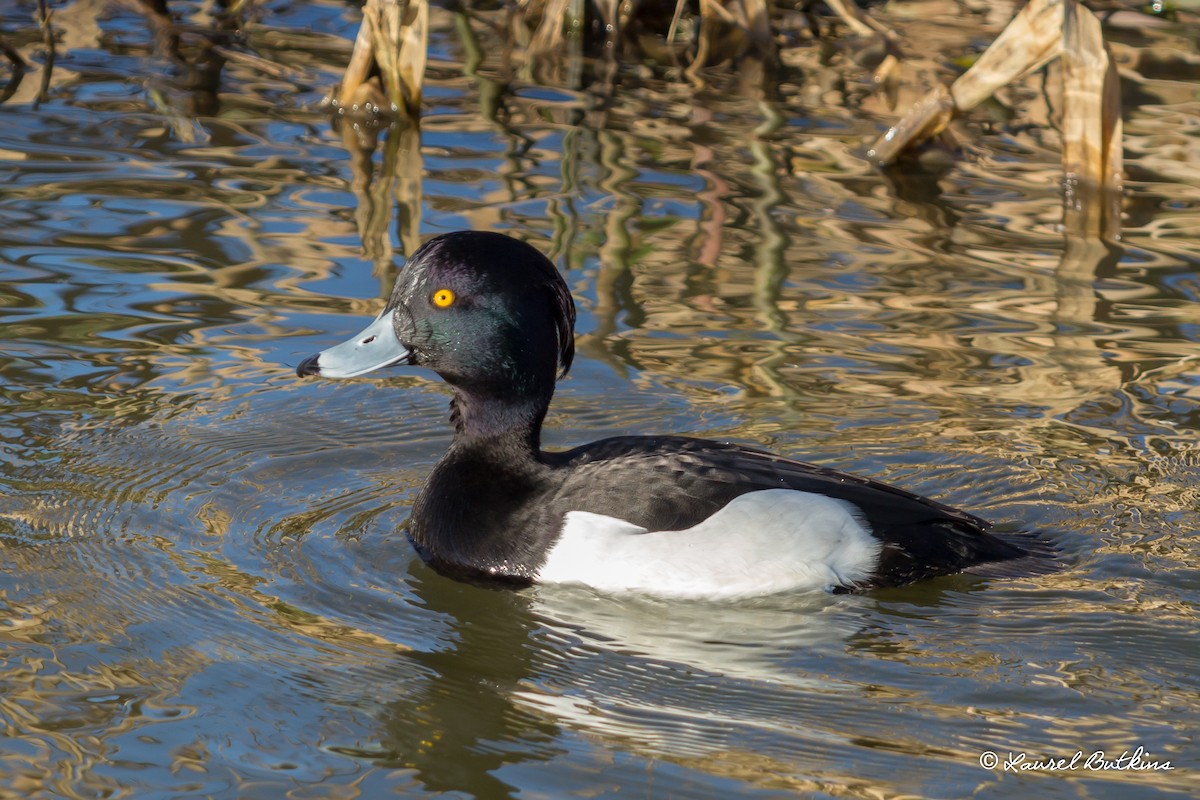 Tufted Duck - ML85639681