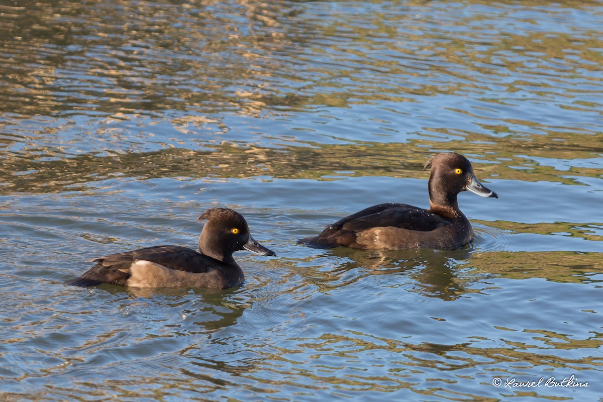 Tufted Duck - ML85639691