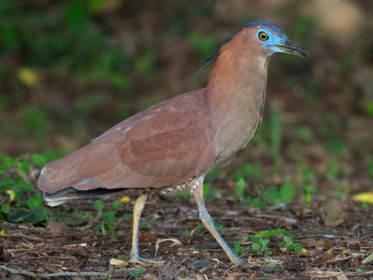 黑冠麻鷺- eBird