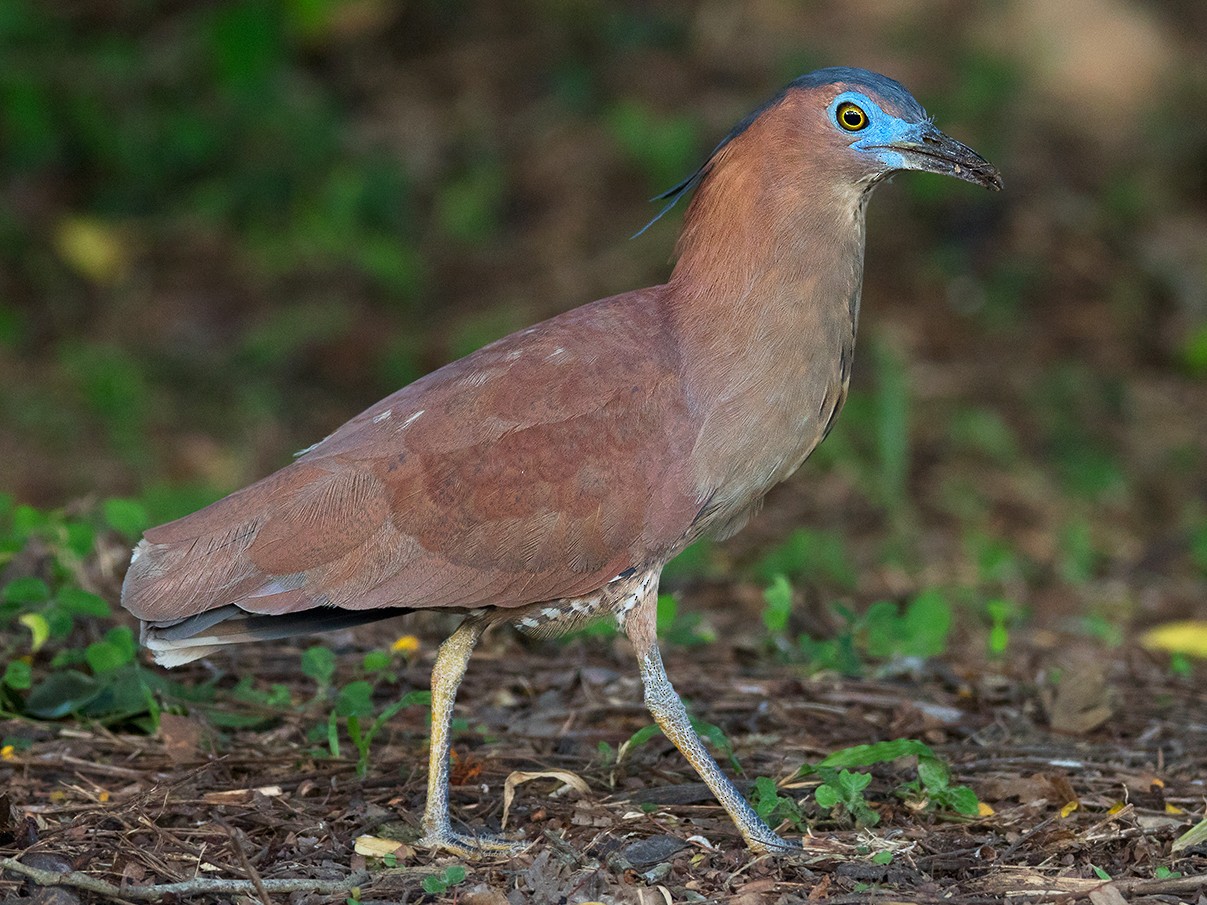 黑冠麻鷺 Ebird