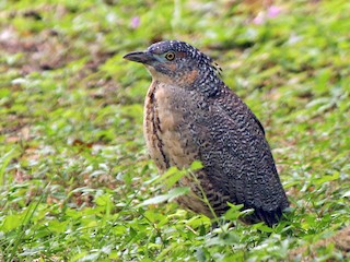 Молодая птица - Chengheng Hu - ML85642311