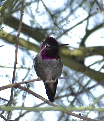 Anna's Hummingbird - Larry Langstaff