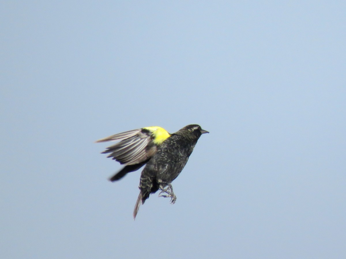 Yellow-winged Blackbird - Marcelo Olivares Herrera