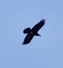 Common Raven - Larry Langstaff