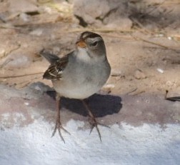 White-crowned Sparrow - Larry Langstaff