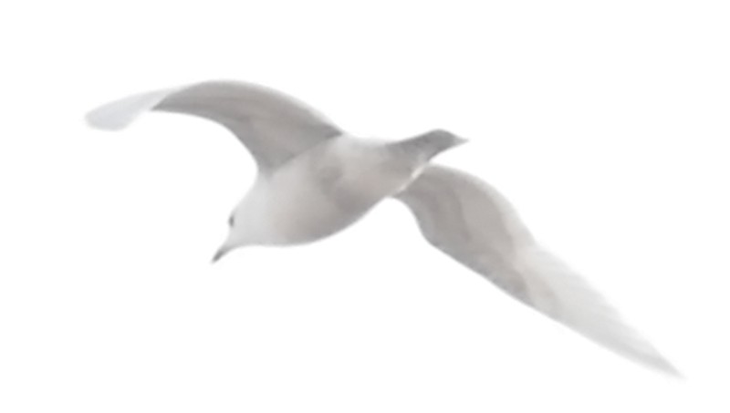 Полярная чайка (kumlieni) - ML85643851