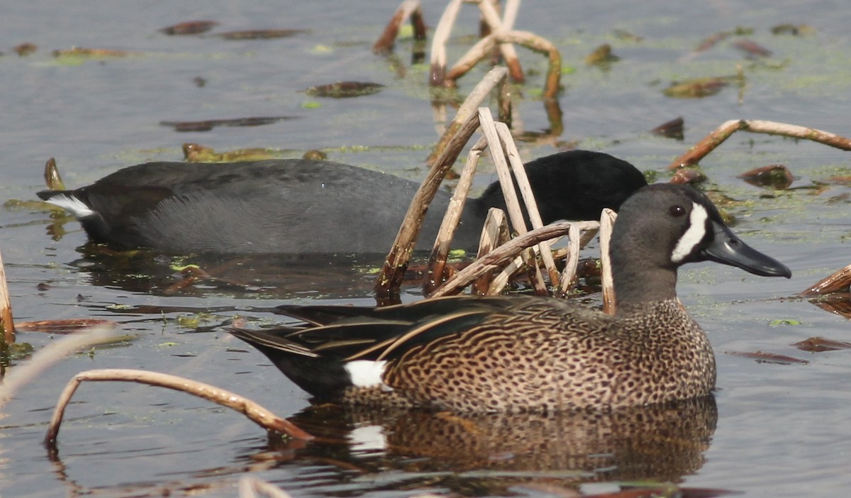 Blue-winged Teal - Scott Fisher