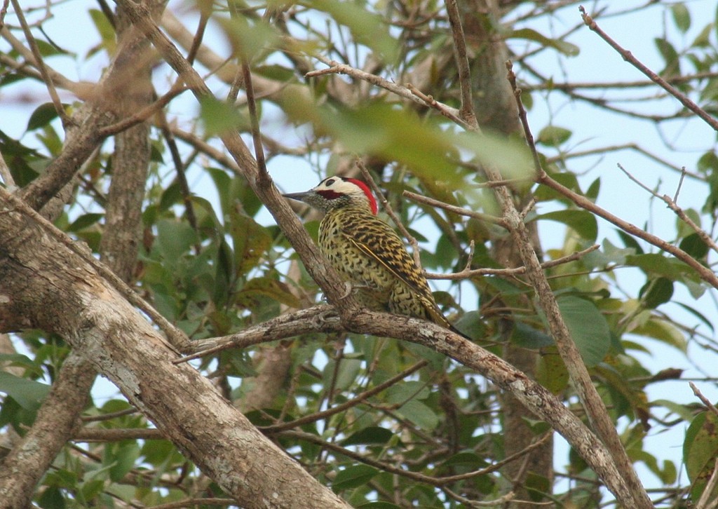 Green-barred Woodpecker - Eric DeFonso 🦑