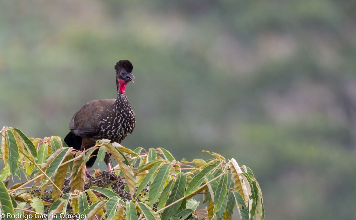 Crested Guan - ML85646421