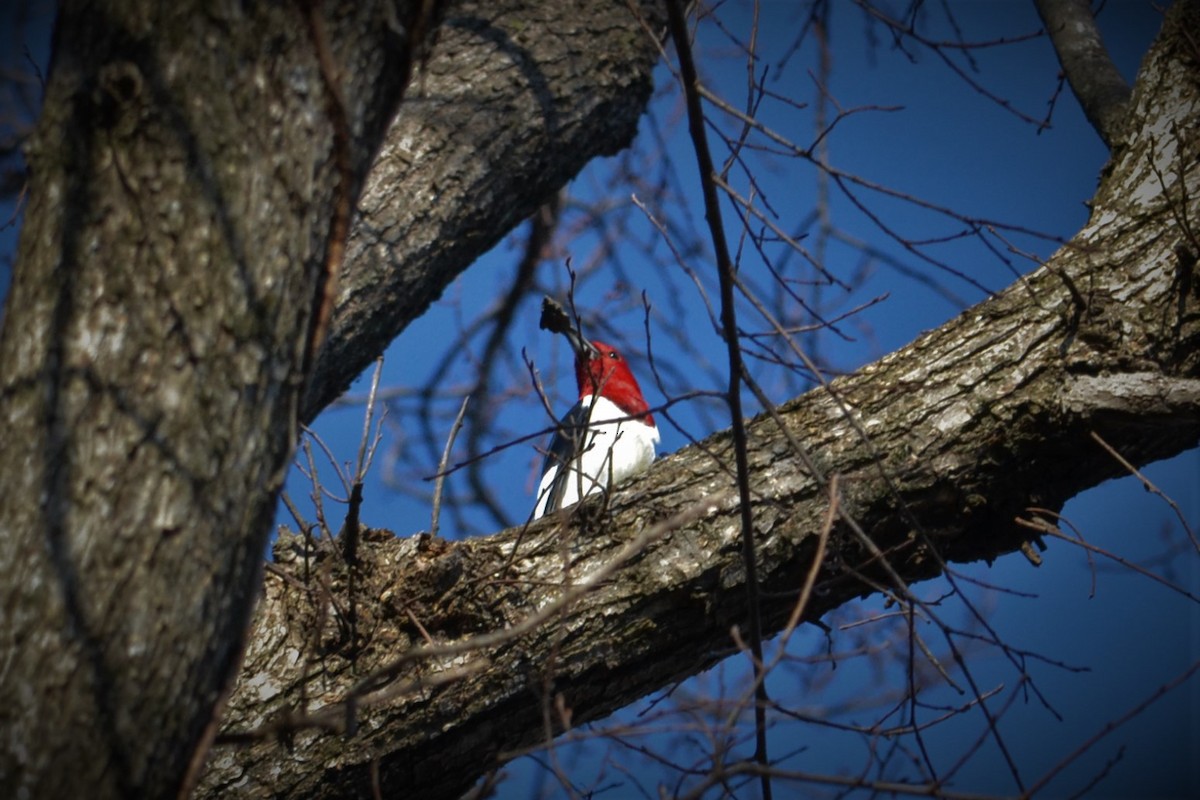 Red-headed Woodpecker - ML85647691