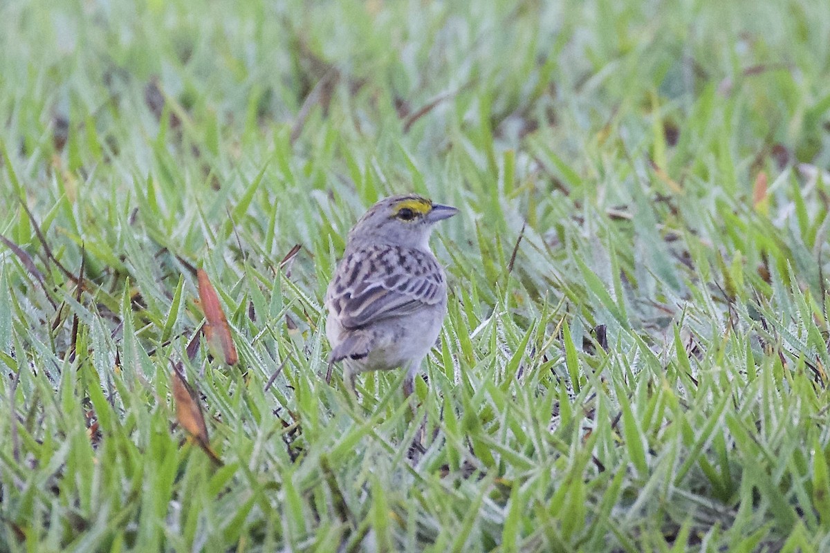 Yellow-browed Sparrow - ML85648581