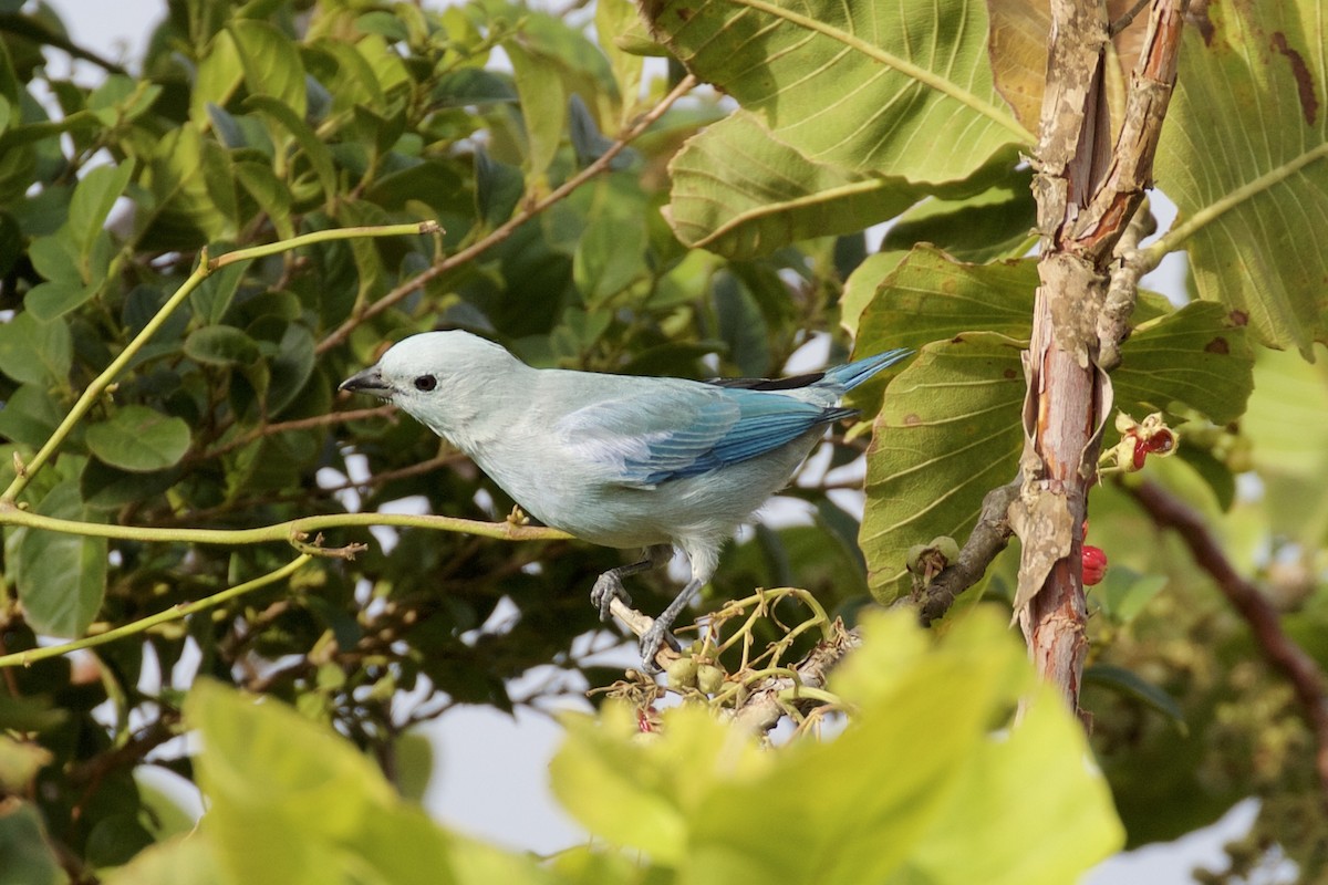 Blue-gray Tanager - ML85649921