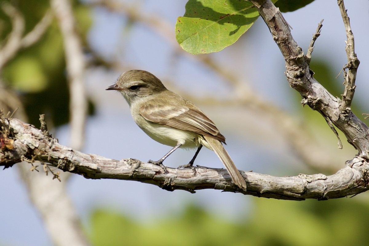 Northern Mouse-colored Tyrannulet - Nicole Desnoyers