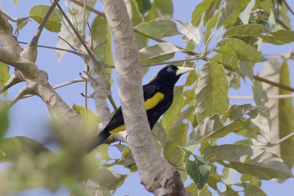 Yellow-rumped Cacique - ML85650591