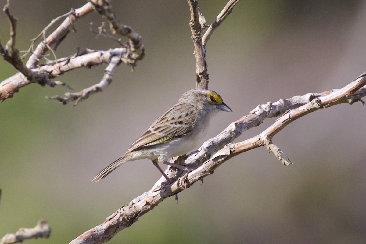 Yellow-browed Sparrow - ML85650681