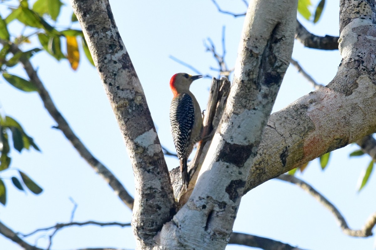 Yucatan Woodpecker - Joel Trick