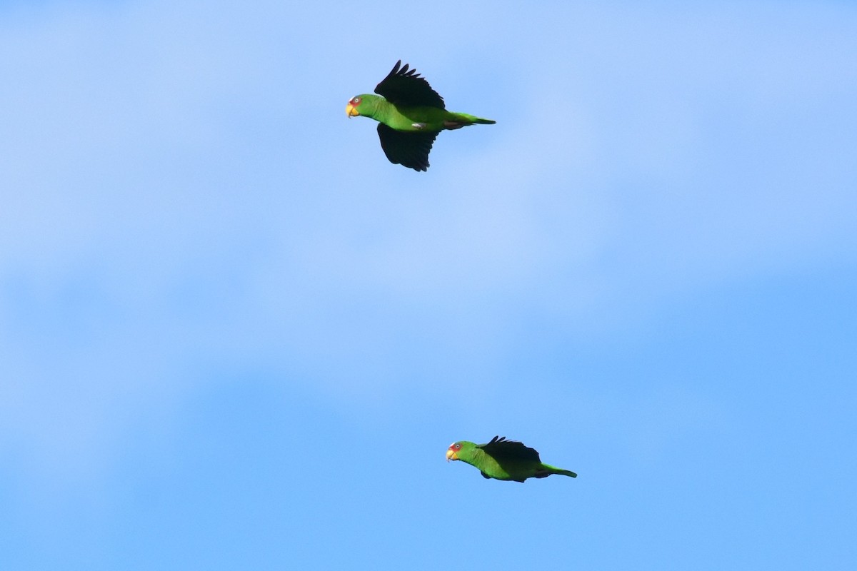White-fronted Parrot - Joel Trick