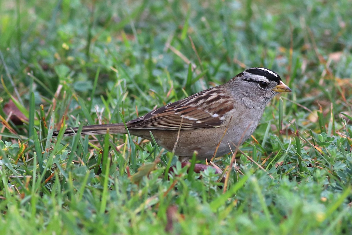 White-crowned Sparrow - J Tanner