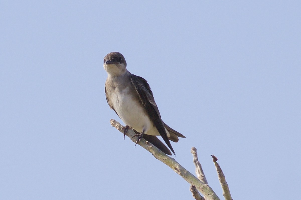 Brown-chested Martin - ML85651471