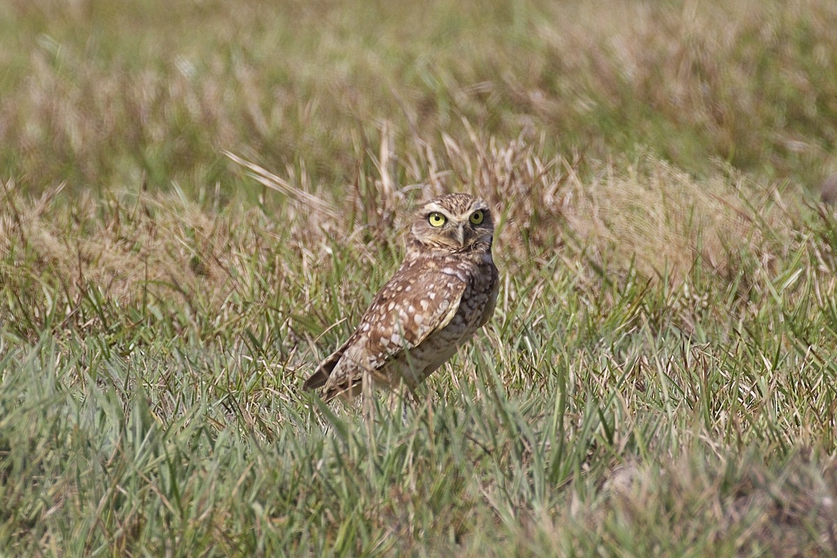 Burrowing Owl - ML85651961